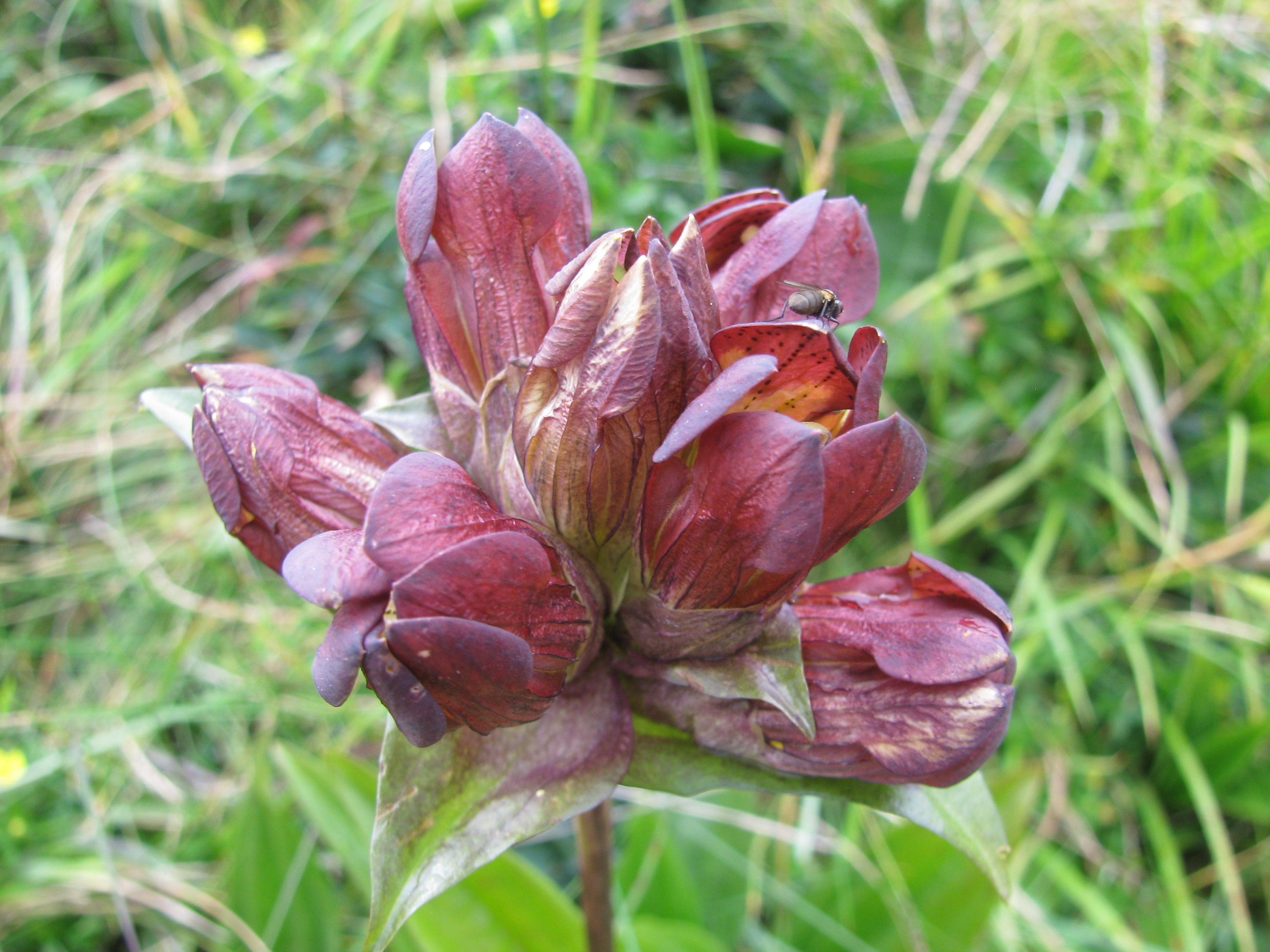 Purple gentian – Floral Finds
