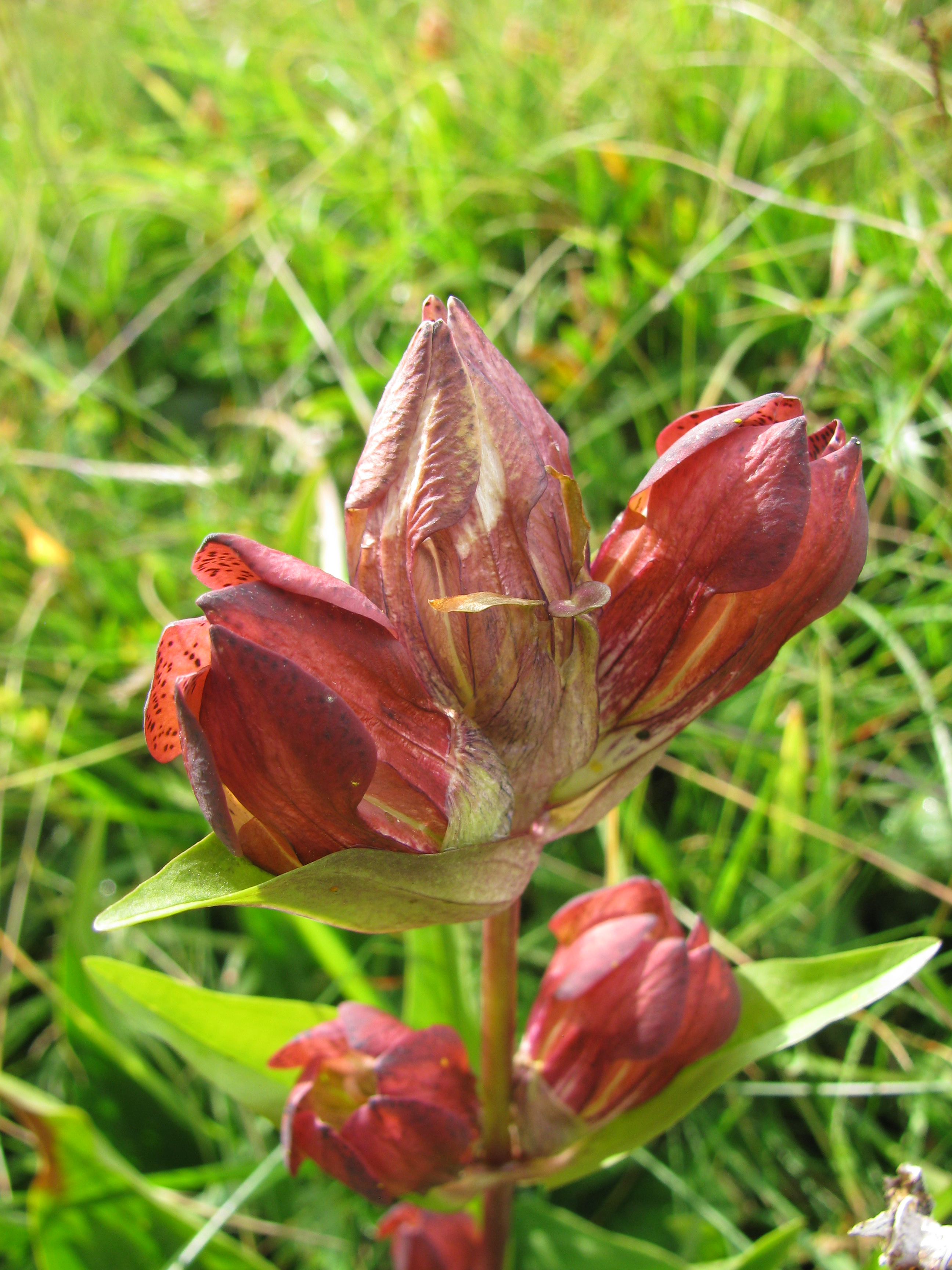 Purple gentian – Floral Finds