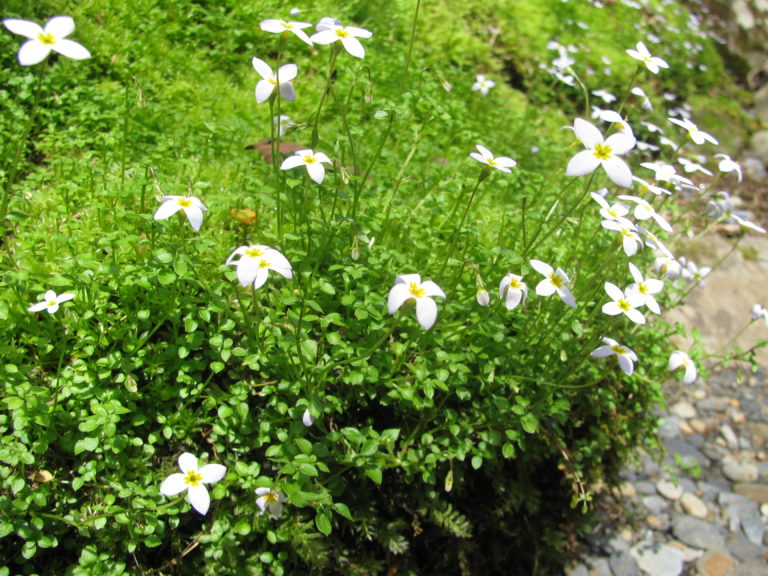 Thymeleaf bluet Floral Finds